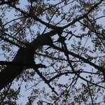 IMG_1730